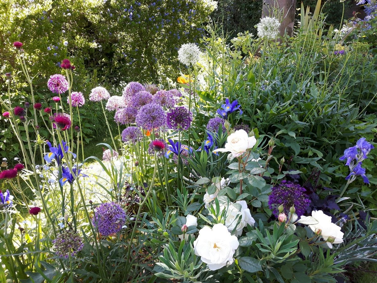 Pick your own flowers with the kids - May half term