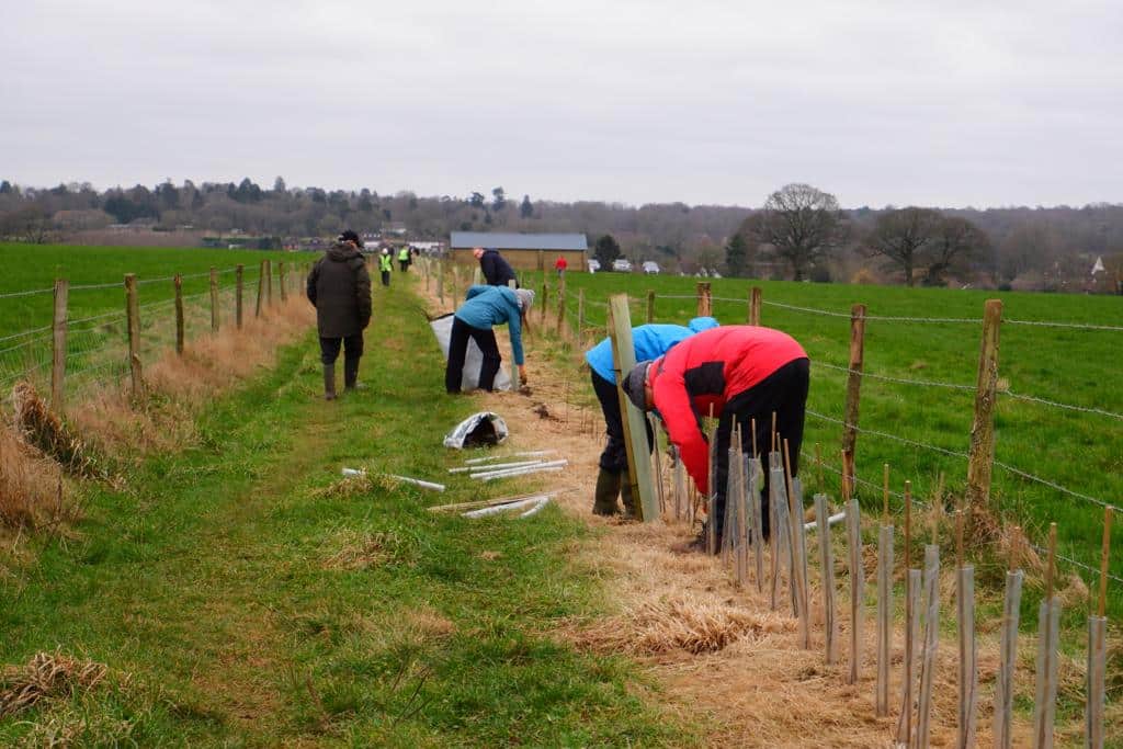 Volunteers tree planting