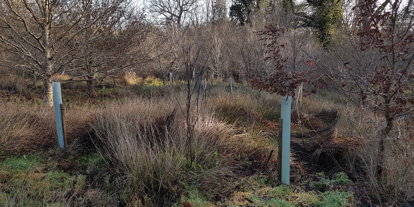 Winter trees at Chiddingfold
