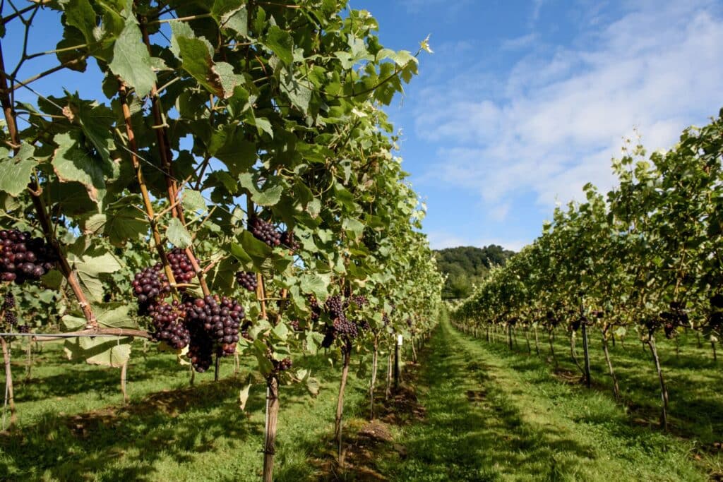 Vineyards of the Surrey Hills