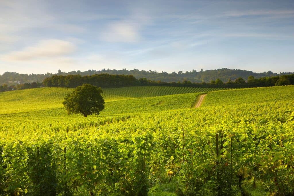 Vineyards of the Surrey Hills