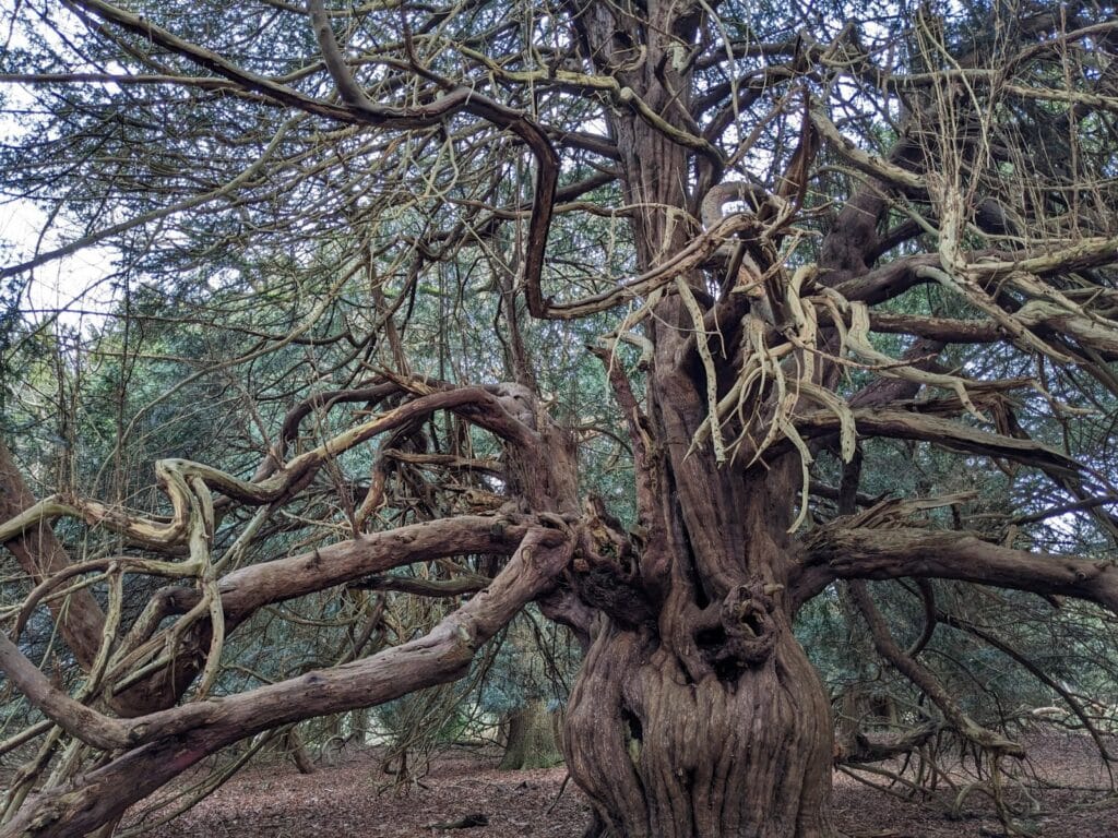 Yew tree