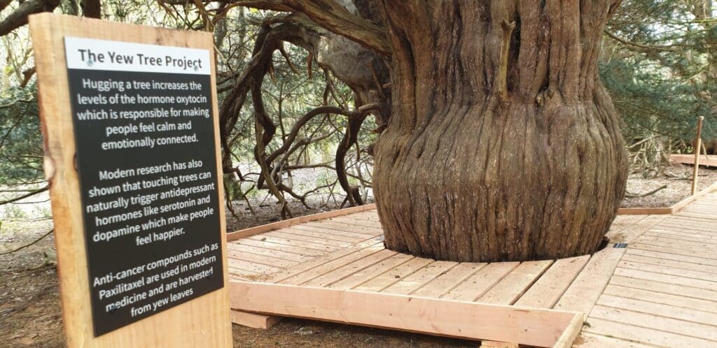 yew tree boardwalk