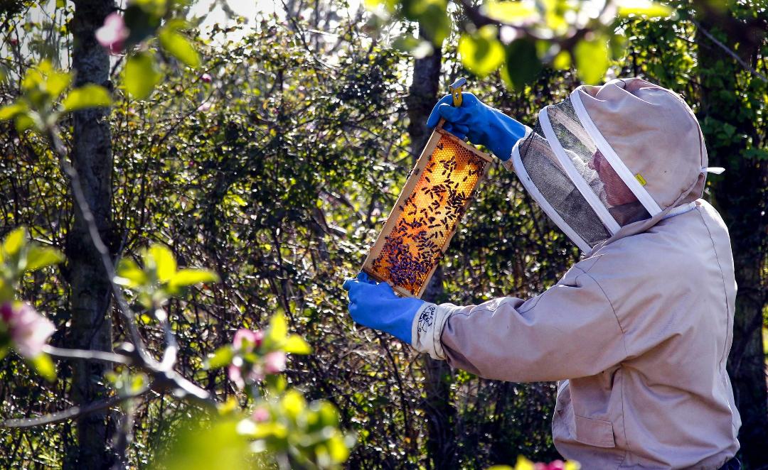 Silent Pool Distillery Bee Keeping Experience