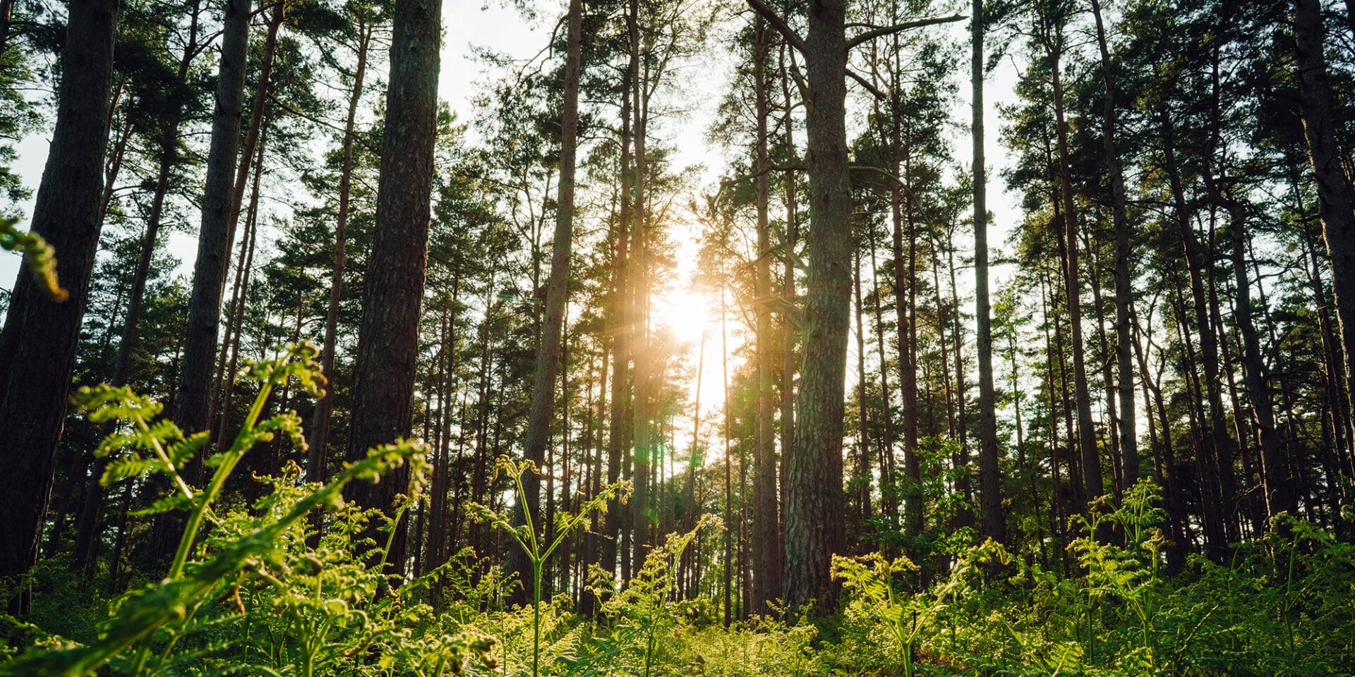 FREE Guildford Walkfest hike 4.5mile Twilight walk on Blackheath’s