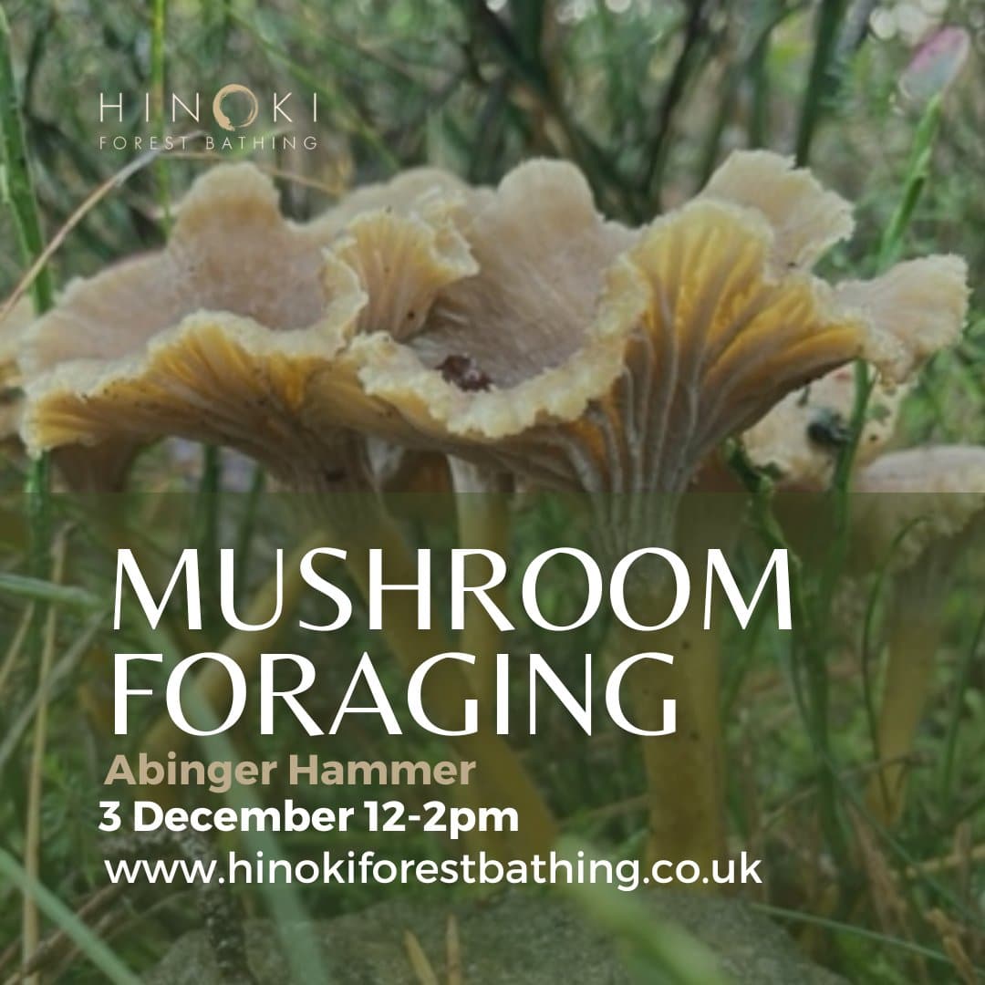 Mushroom Foraging Walk