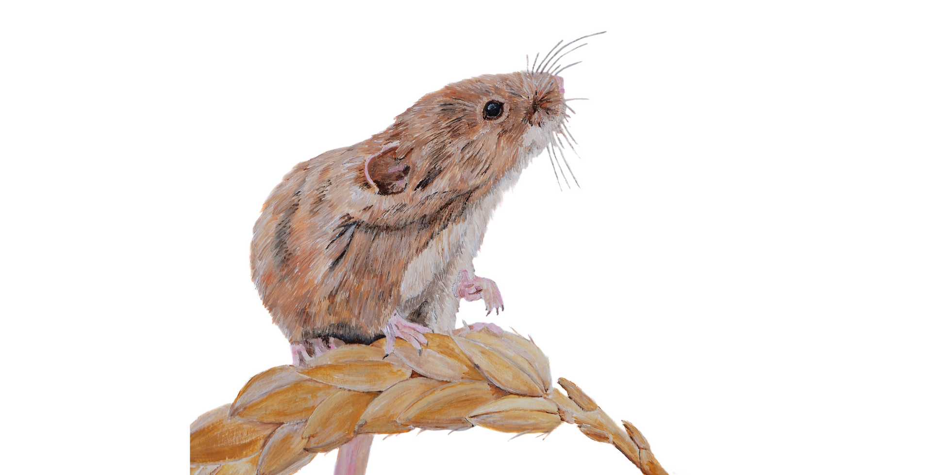 Harvest Mouse Nest Survey Training - Practical Search Session