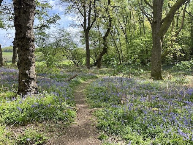 Just Hike: 16km Sheepleas Bluebells and West Horsley Place