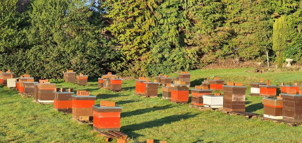 Guided Tour Of Bee Farm