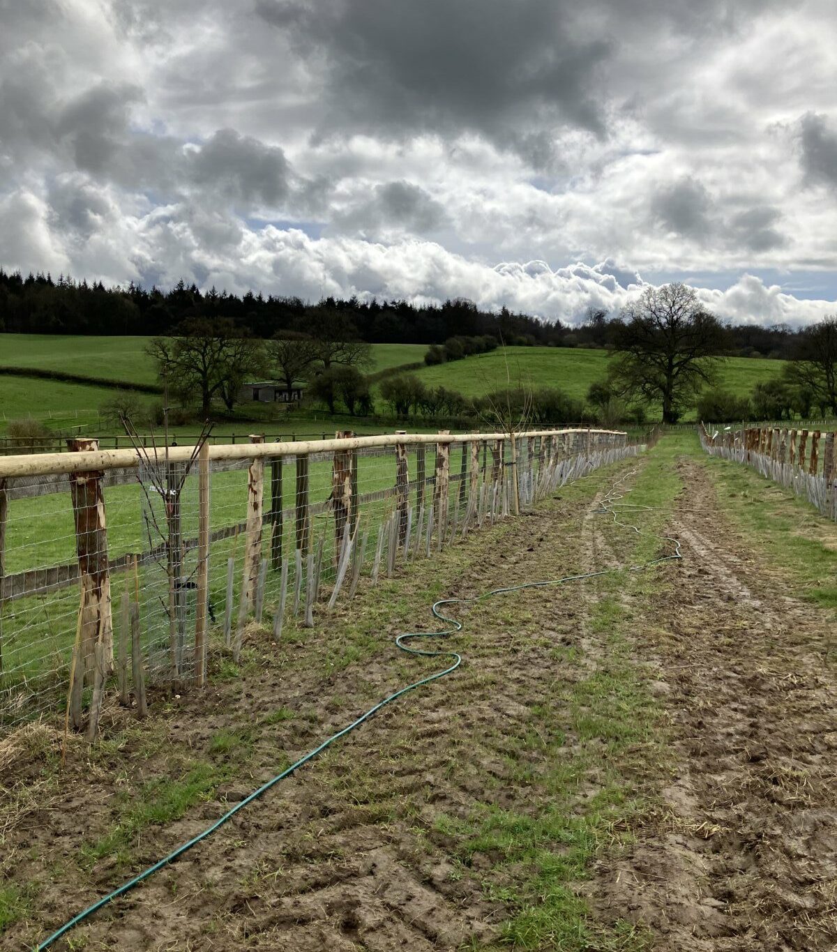 fipl woodcote hedge