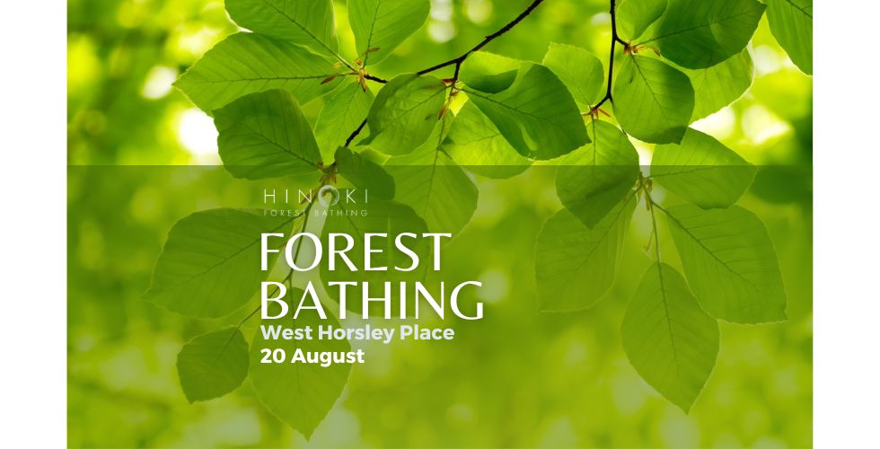 Forest Bathing in an Ancient Woodland