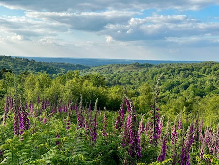 Just hike – 14km Devils Punchbowl and Hindhead
