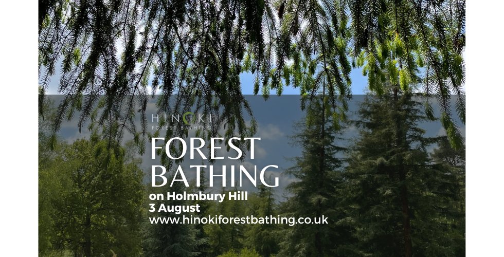 Relaxing Forest Bathing