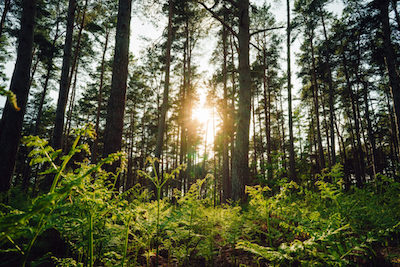 Just Hike – 4.5 mile Twilight walk on Blackheath’s darker paths