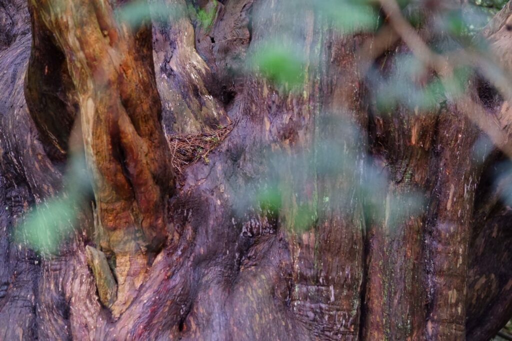 Newlands corner yew tree