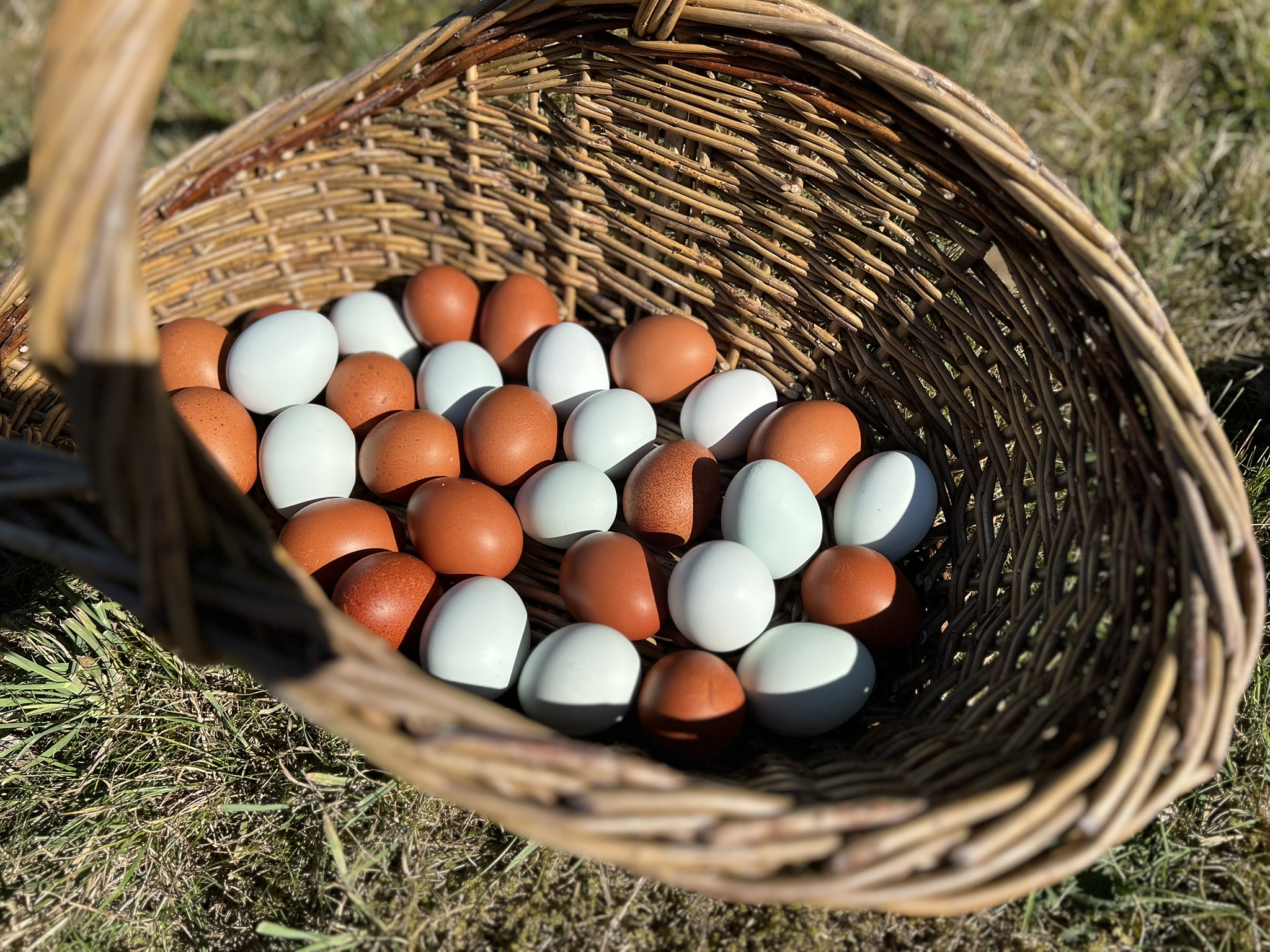 Read more about Joy Farms