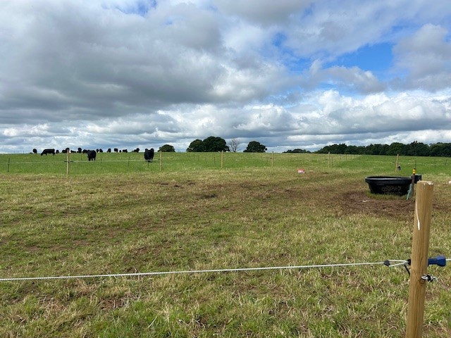 Mob grazing fipl cows