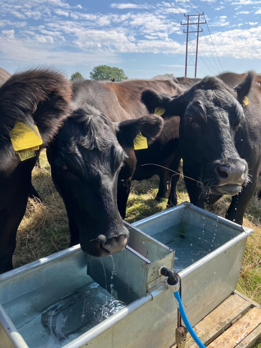 Mob grazing fipl cows