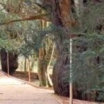 Women’s Wellness Walk – 6km Newlands & the 1000 Year old Yew Tree