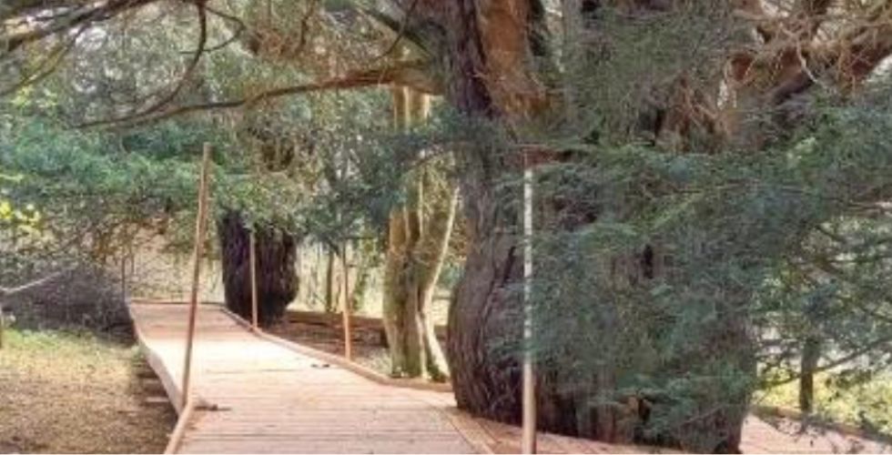 Women’s Wellness Walk – 6km Newlands & the 1000 Year old Yew Tree