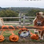 Maxi Halloween Pumpkin Ride