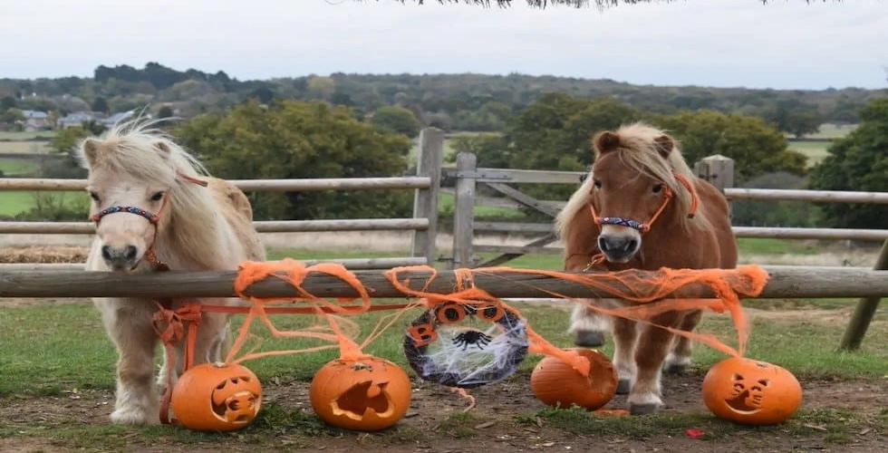 Maxi Halloween Pumpkin Ride