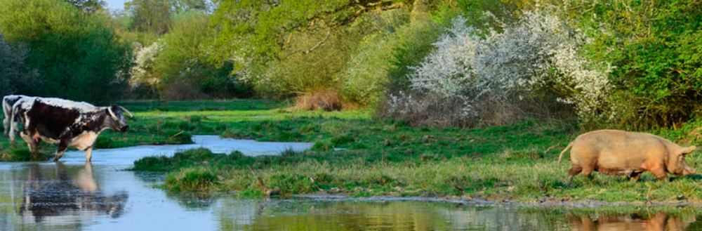 Guided Walk – 10km Knepp Estate Rewilding Project