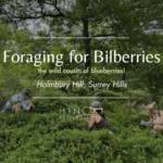 Foraging for Bilberries, Charity Walk