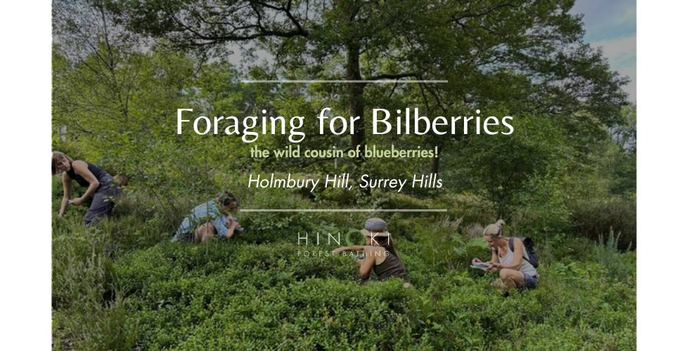 Foraging for Bilberries, Charity Walk