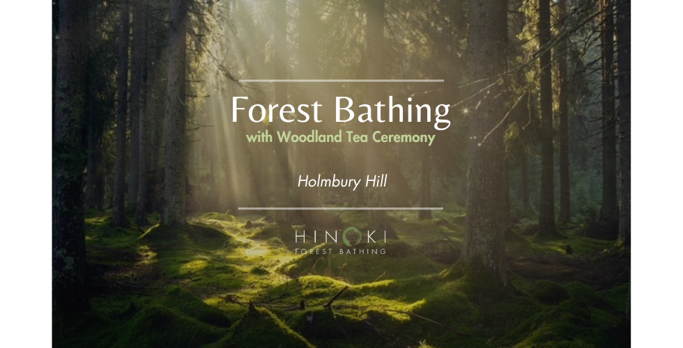 Summer Warmth Forest Bathing