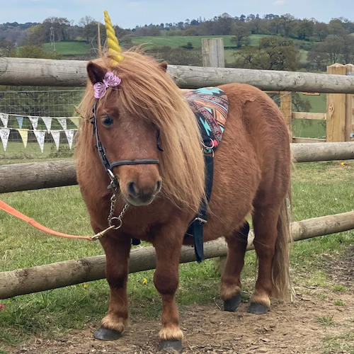 Unicorns and Dragons Mini Pony Adventure