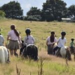 Summer Shetland Pony Day Camps - FULL DAY