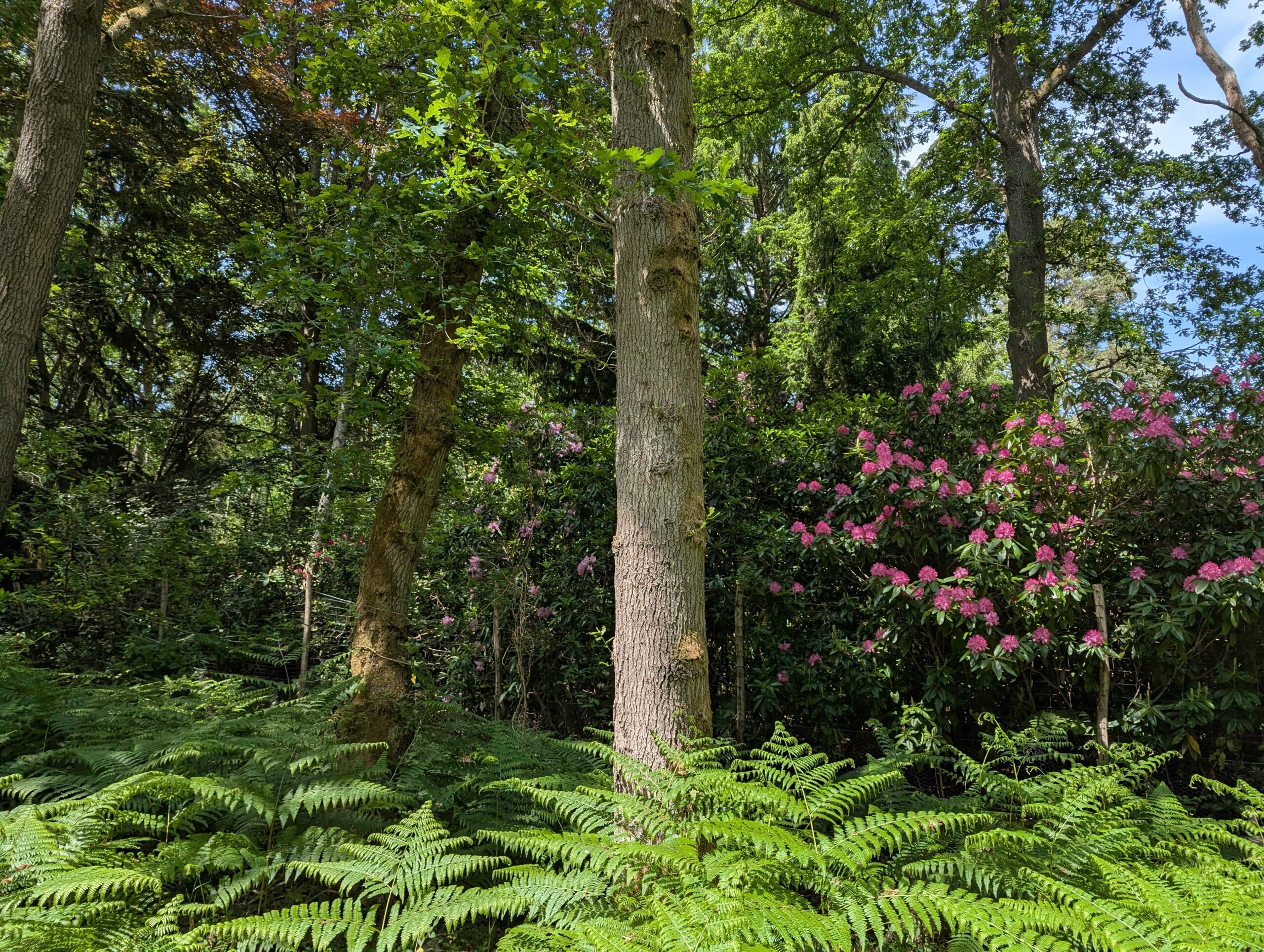 rodborough common