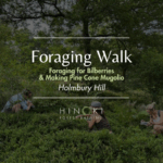 Foraging for Bilberries and Making Pine Cone Mugolio