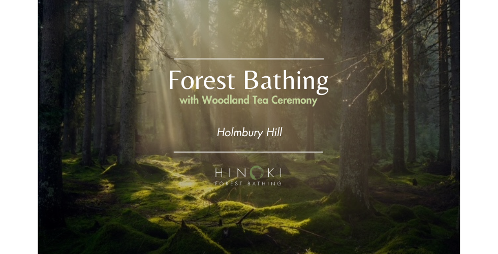 Autumn Breeze: A Forest Bathing Experience