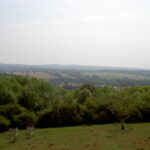 Gomshall and Abinger Roughs Walk