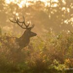Golden Hour Photography walk at Bushy park, London