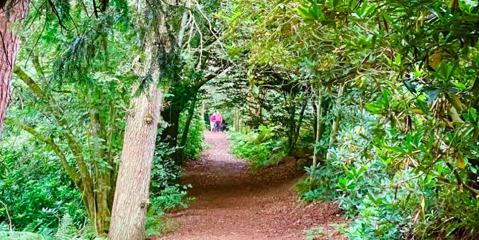 Women’s Wellbeing Walk – 5km Tree discovery walk Abinger Roughs