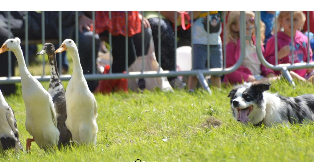 Read more about Dog & Duck Show