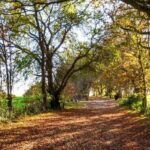 New Hike – 13-14km Autumnal Betchworth & Brockenham Meerkats Hike