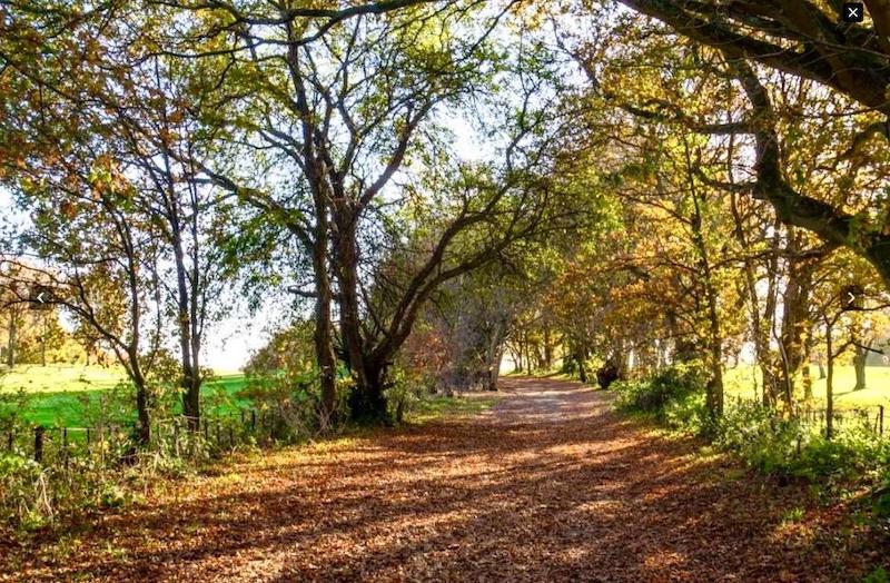 New Hike – 13-14km Autumnal Betchworth & Brockenham Meerkats Hike