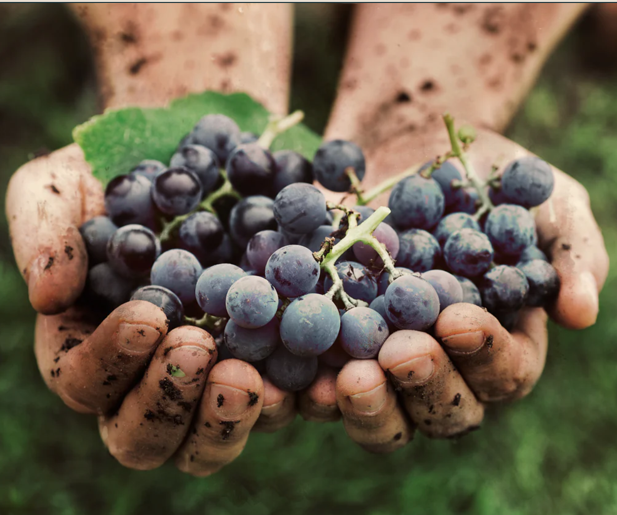 Read more about Wine & Earth Limited