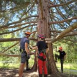 Tree climbing at Surrey Hills Country Fair 2026