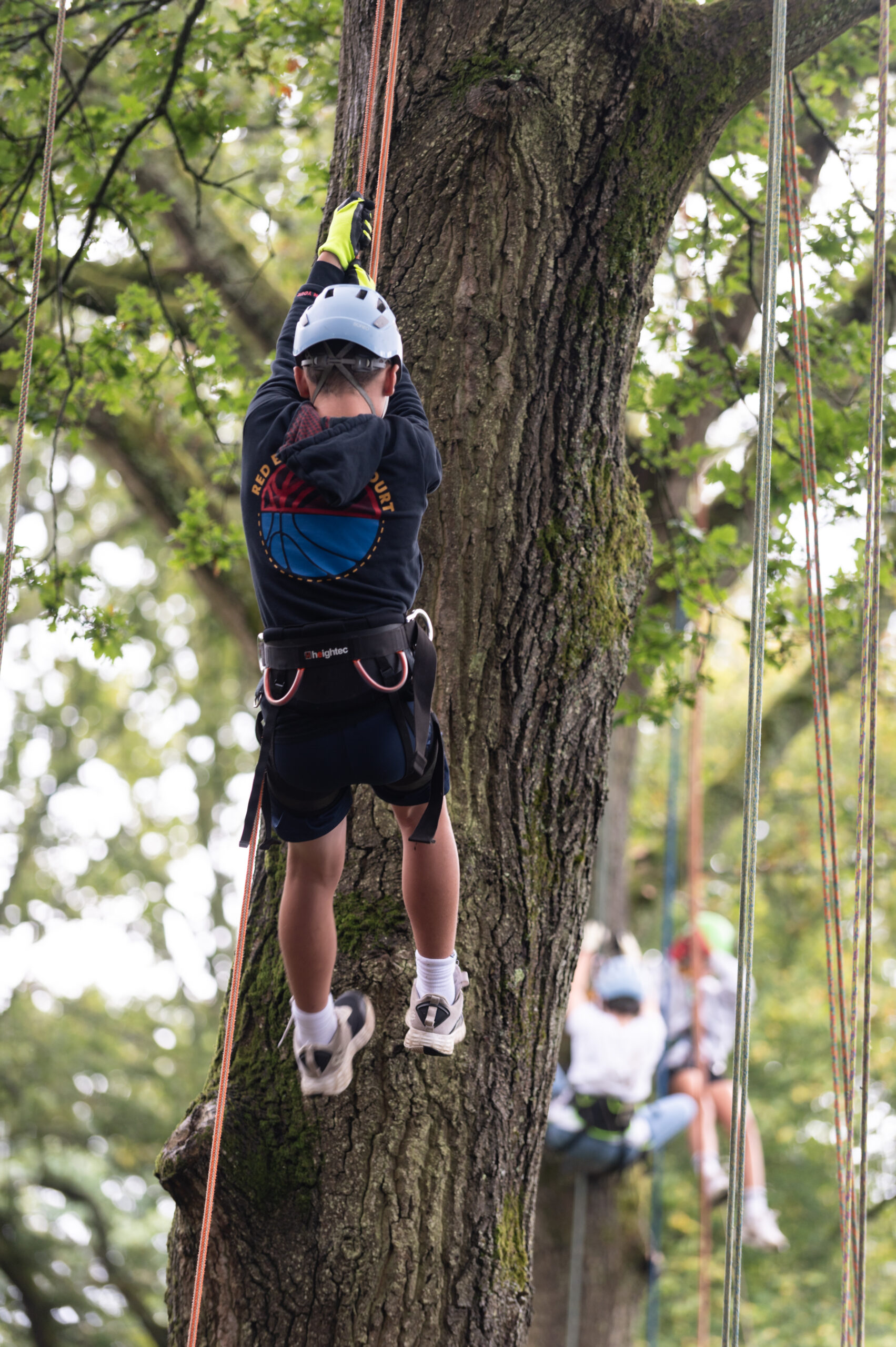 Tree climbing at Surrey Hills Wood Fair 2026