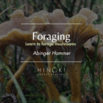 Foraging Mushrooms