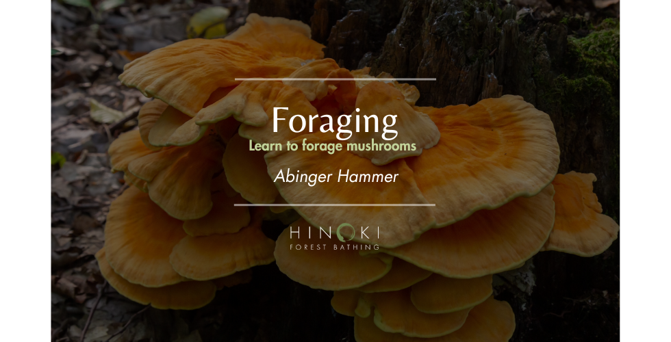 Foraging Mushrooms