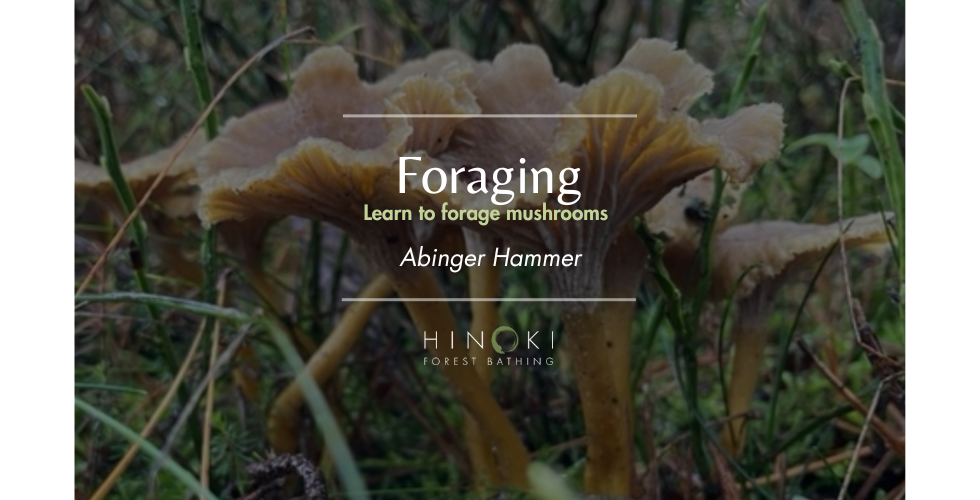 Foraging Mushrooms