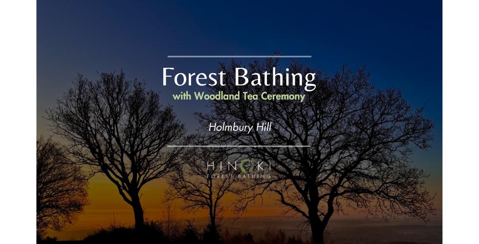 Awakening the Winter Spirit: A Forest Bathing Immersion