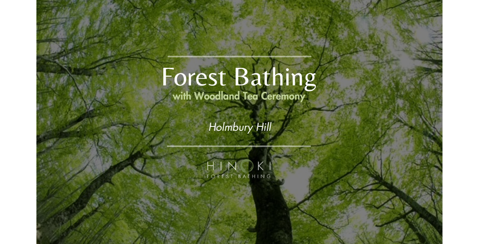 Stirrings of Spring: A Forest Bathing Journey