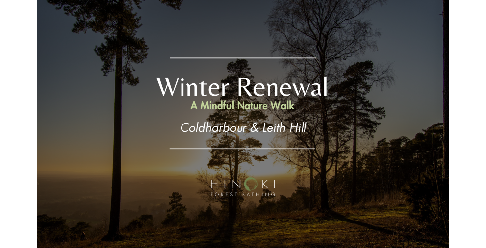 Winter Renewal: A Mindful Winter Nature Walk in Coldharbour/LeithHill